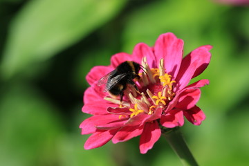 Honey bee feeding on chrysanthemum.