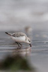 Sanderling, Calidris alba