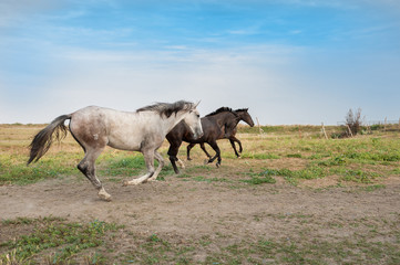 Obraz na płótnie Canvas Horses galloping in the meadow