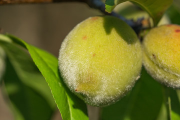 Young peaches.  Macro.  Growing season. 