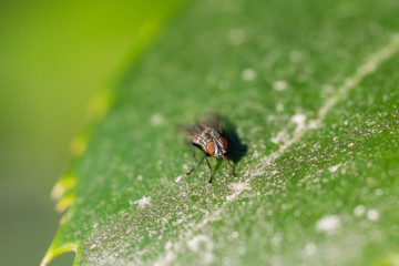 Macro image of a fly on a jagged green leaf. 