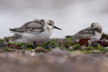 Sanderling, Calidris alba
