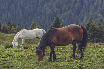 Fototapeta na wymiar Free horses grazing in the pasture up in the Carpathians mountains, Romania.