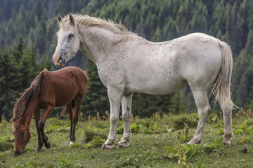 Alert roan white mare with her chestnut foal grazing in the alpine pasture in Carpathians mountains, Romania.