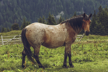 Roan bay stallion grazing in the alpine pasture in Carpathians mountains, Transylvania region, Romania.