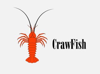 Crawfish Vector Illustration