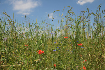 Kornfeld mit Mohn und Kornblumen