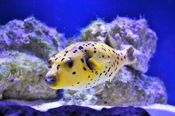 Fugu fish