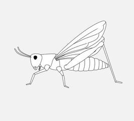 Grasshopper Drawing