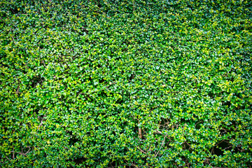 green leaves natural wall.