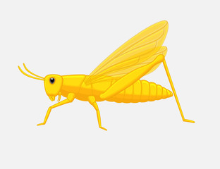 Grasshopper