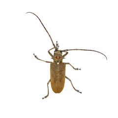 Species of longhorn beetles beetles.