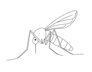 Mosquito Drawing