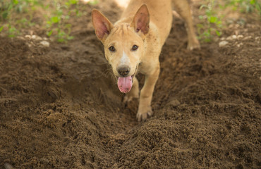 A very little puppy is running happily.