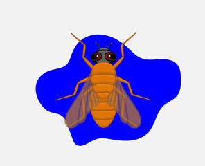 Cartoon Fly