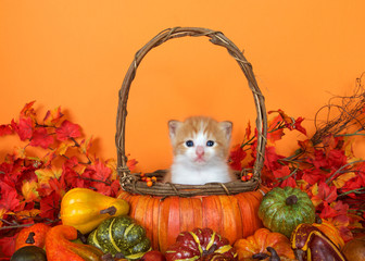 small orange and white tabby kitten sitting in a pumpkin basket surrounded by autumn leaves, gourds...