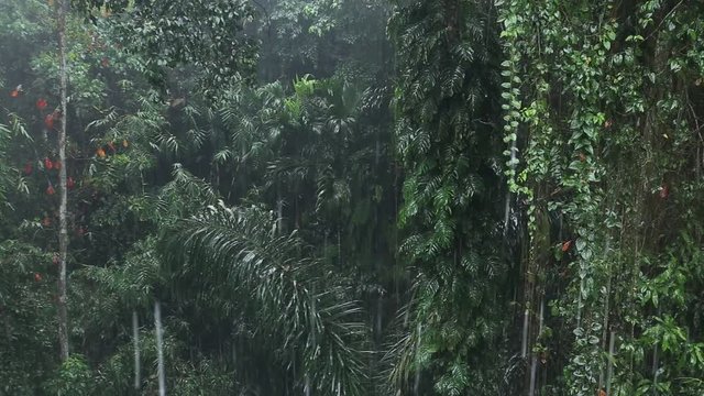 Rainforest - Jungle by heavy rain