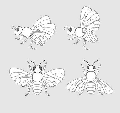 Bees and Flies Drawings