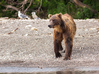 Brown bear on the shore of Kurile Lake.