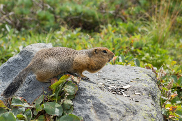 Arctic ground squirrel eating seeds on rock. Kamchatka.
