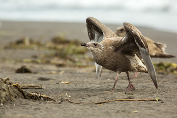 Fototapeta na wymiar Pacific Gull on the shore of Ocean.