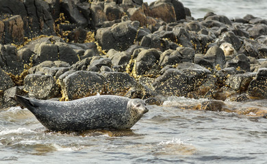 Pusa is a genus of earless seals.