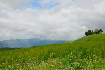 rice field in  Pa Pong Piang Rice Terraces,Mae Chaem,Chiang Mai