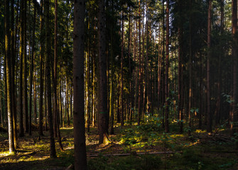 Fototapeta premium Licht & Schatten im Wald