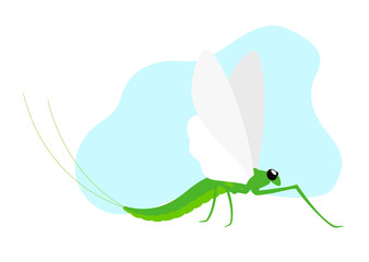 Mayfly Insect