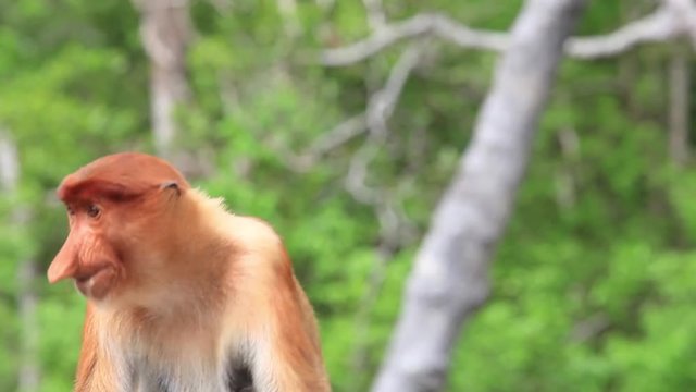 Proboscis Monkeys