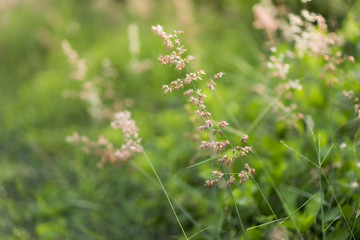 Fototapeta premium Blurred background image of summer flowering grass and green plants in sunshine, Film simulation