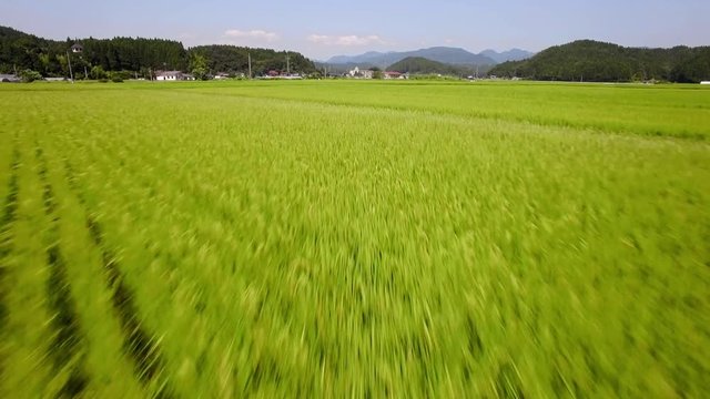 水田をドローンで高速移動1