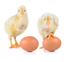 little chicken and egg isolated on the white