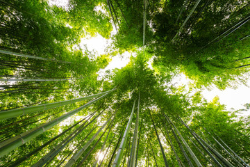 Bamboo forest, Arashiyama, Kyoto, Japan