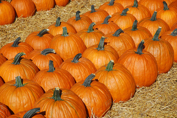 pumpkin harvest in autumn season