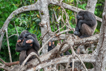 Chimpanzee (Pan troglodytes) with a cub on mangrove branches. Mother-chimpanzee sits and holds cub on hands. Central chimpanzee or tschego, (Pan troglodytes troglodytes). Congo. Africa.