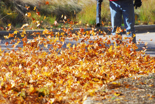 outdoor manual worker clean the fallen leaves on the road by blower in autumn