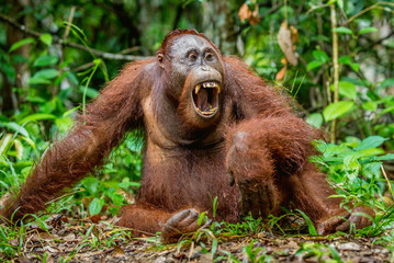 A close up portrait of the Bornean orangutan (Pongo pygmaeus) with open mouth. Wild nature. Central Bornean orangutan  ( Pongo pygmaeus wurmbii ) in natural habitat.  Tropical  Rainforest of Borneo.