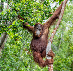 Great Ape on the tree. Central Bornean orangutan  ( Pongo pygmaeus wurmbii ) in natural habitat....