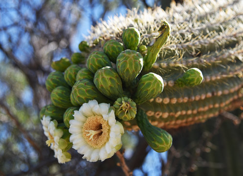 Flowers and buds on Saguaro cactus in Arizona