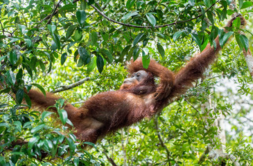 Fototapeta premium Great Ape on the tree. Central Bornean orangutan ( Pongo pygmaeus wurmbii ) in natural habitat. Wild nature in Tropical Rainforest of Borneo.
