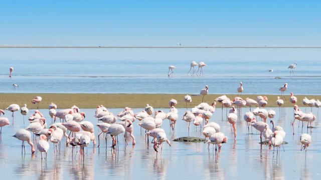 flock of pink flamingos resting drinks feeds at walvis bay namibia uhd 4k