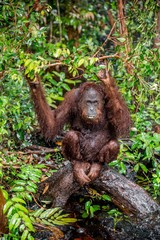 A close up portrait of the Bornean orangutan (Pongo pygmaeus)under rain in the wild nature. Central Bornean orangutan  ( Pongo pygmaeus wurmbii ) in natural habitat.  Tropical  Rainforest of Borneo.