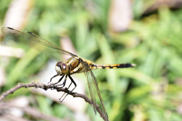 シオカラトンボのメス