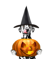dog in a costume with halloweens pumpkin