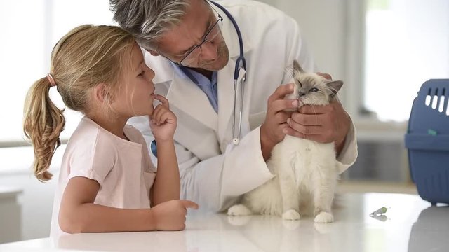 Kid watching her cat while at the veterinary