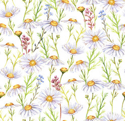 Hand-drawn seamless watercolor pattern with meadow chamomiles flowers. Tender floral repeated print for wallpapers, textile etc. Summer field blossom, wild daisies and different meadow plants.