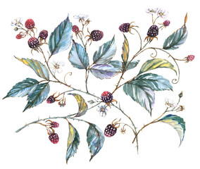Handgezeichnete Aquarellillustration mit natürlichen Motiven: Brombeerzweige, Blätter und Beeren. Dekorative Zweige mit Waldbeeren zeichnen