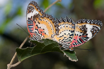 Two butterflies on green leaf
