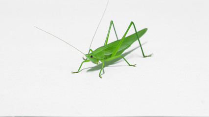 Grasshopper